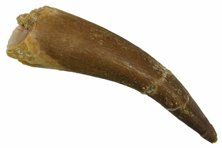 Fossil Plesiosaur (Zarafasaura) Tooth - Morocco #298035